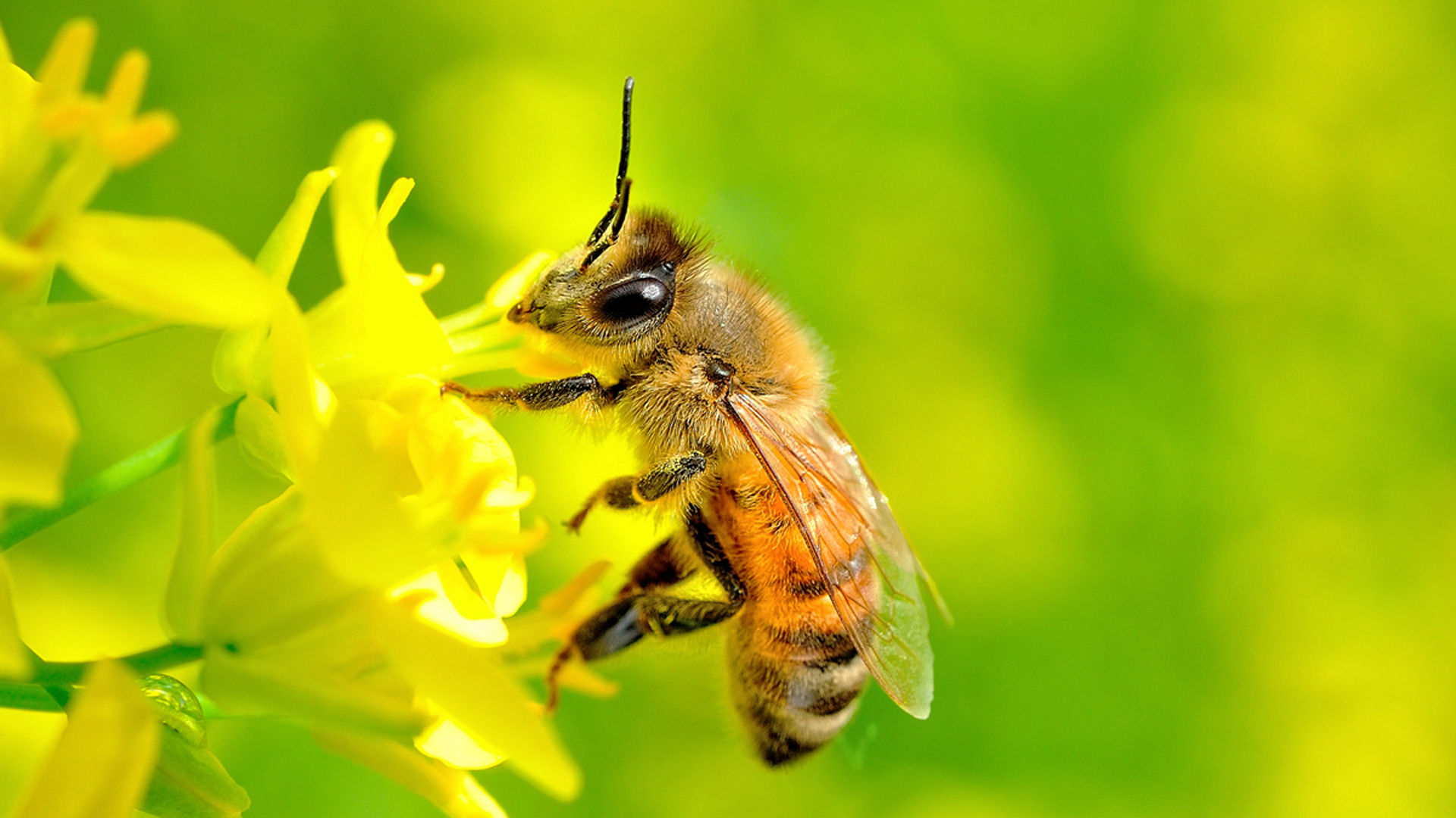 Tả con ong mật văn lớp 6