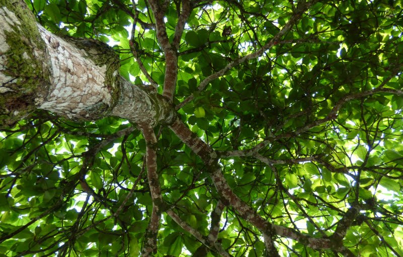 Tả cây bóng mát lớp 5 hay nhất – 3 bài văn miêu tả cây bàng, cây xà cừ cổ thụ ngắn gọn 2023 | Alpham