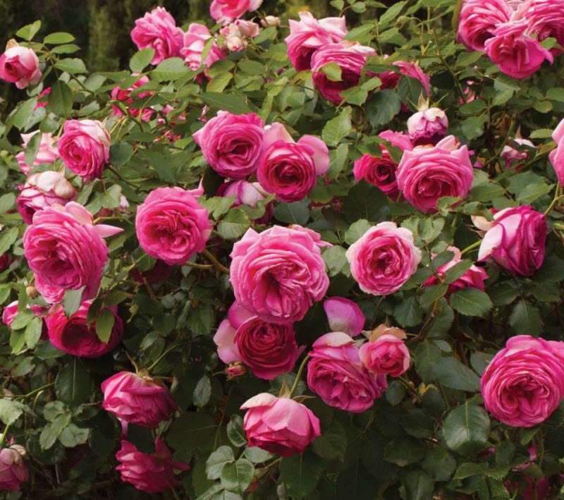 cay hoa hong - Tả hoa hồng lớp 5 hay nhất - 3 bài văn miêu tả bông hoa hồng ngắn gọn