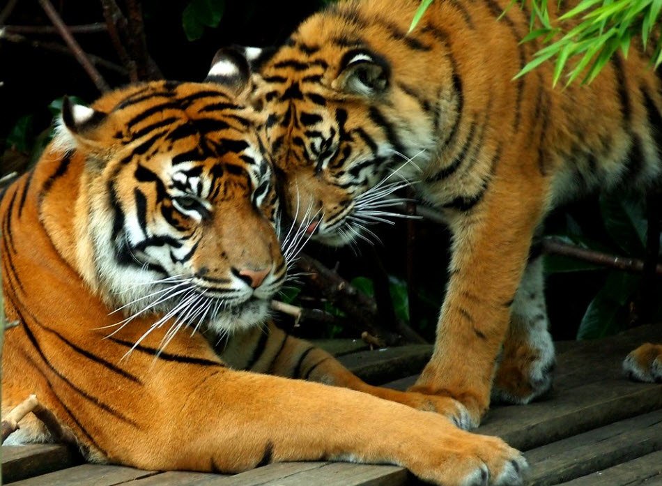 con ho trong so thu - Tả con hổ trong vườn bách thú lớp 4 hay nhất - 3 bài văn miêu tả hổ ngắn gọn