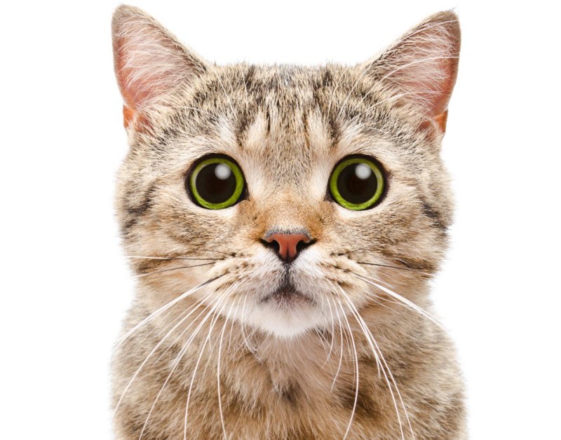 conmeo - Tả con mèo lớp 2 hay nhất - 4 bài văn miêu tả con mèo nhà em ngắn gọn