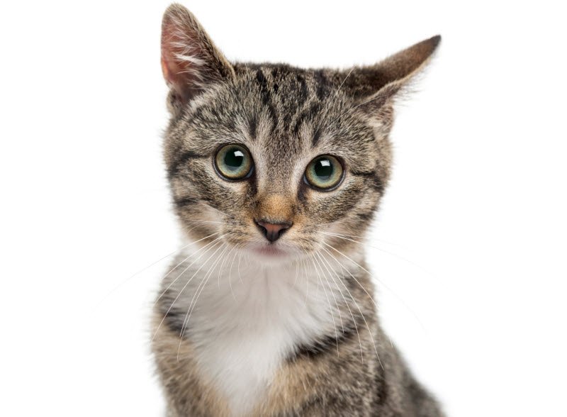 4 bài văn miêu tả con mèo nhà em ngắn gọn – sgkphattriennangluc.vn