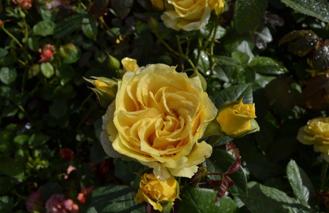 Tả hoa hồng lớp 5 hay nhất - 3 bài văn miêu tả bông hoa hồng ngắn gọn