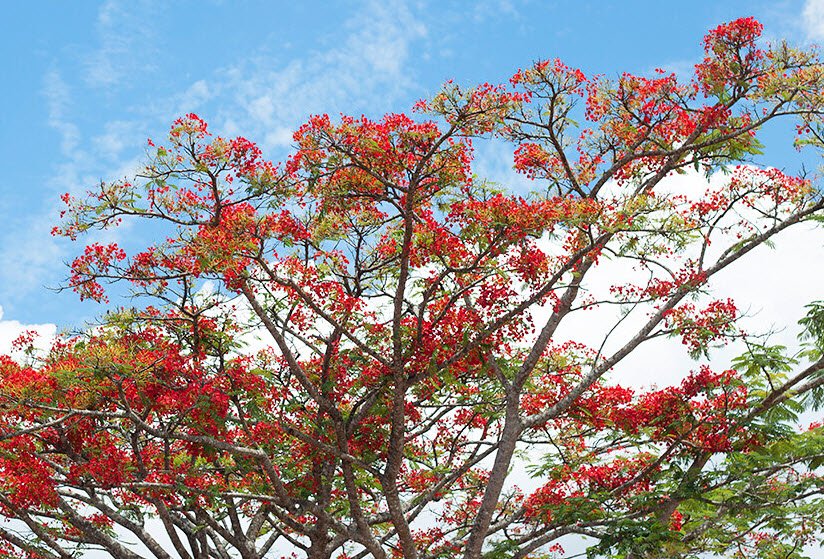 hoa phuong - Tả cây phượng lớp 5 hay nhất ngắn gọn, miêu tả cây hoa phượng vĩ vào mùa hè